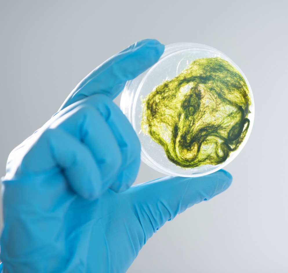 algae up close