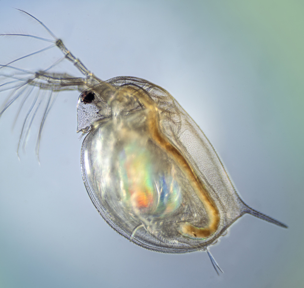 benthic up close