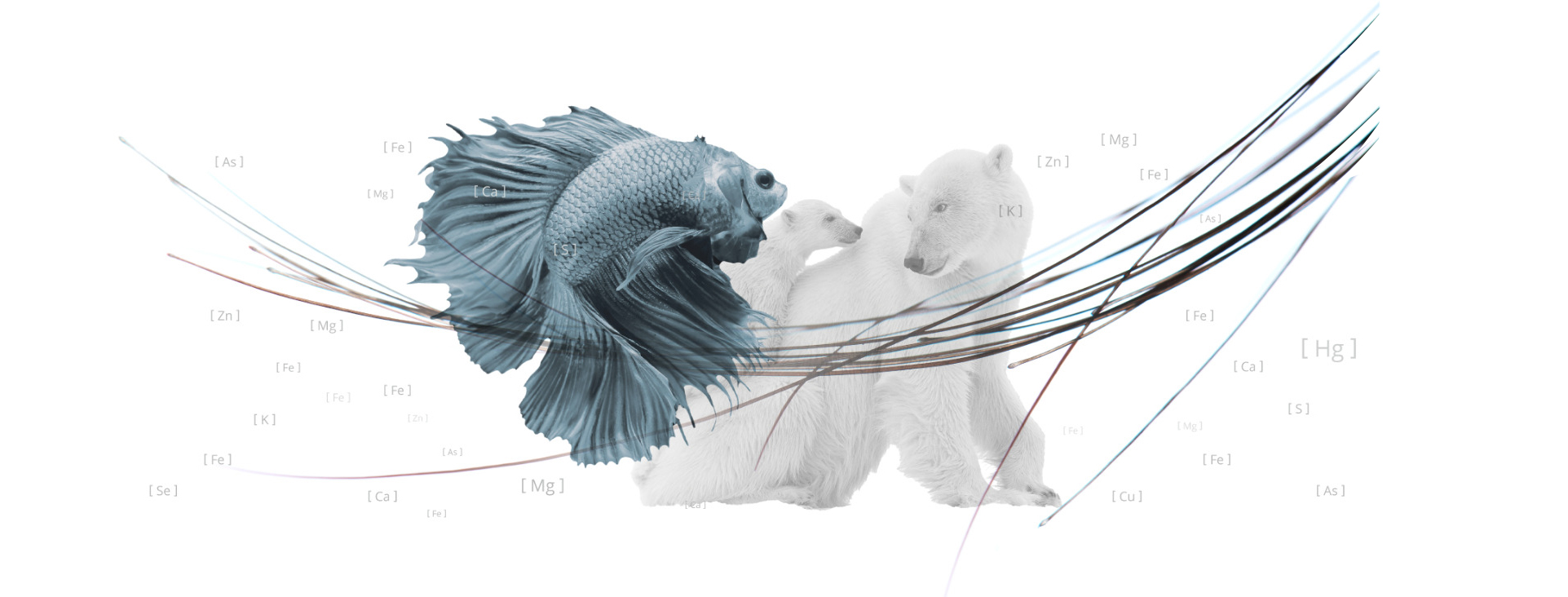 fish and polar bears