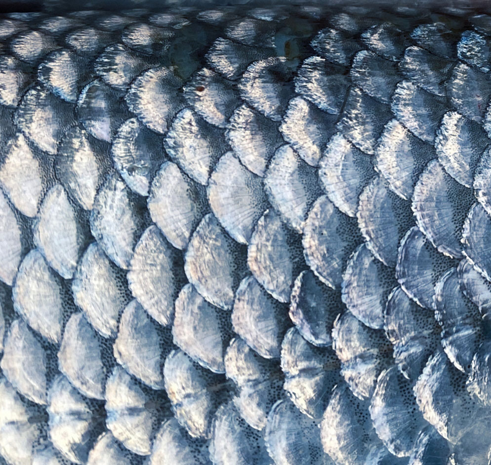 fish up close