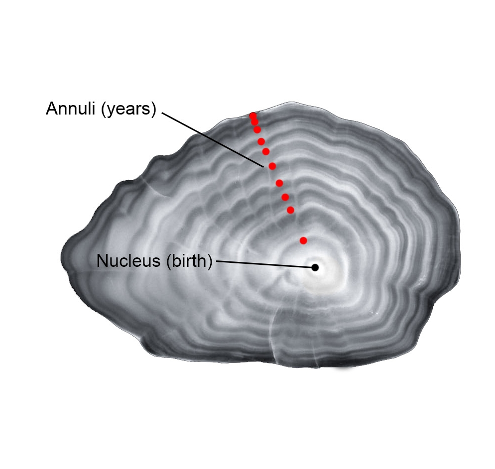 nucleus diagram