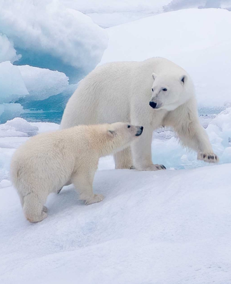 two polar bears