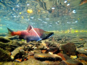 Reading a Salmon’s Passport: How Otoliths Reveal the Secret Life of Sockeye and Kokanee
